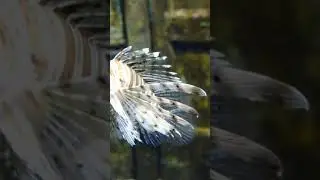amazing fish 😳#shorts #viralshorts #fish #fishing #fishingvideo #fishcutting #tiktok