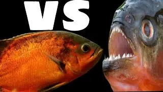 CARNIVOROUS FISH