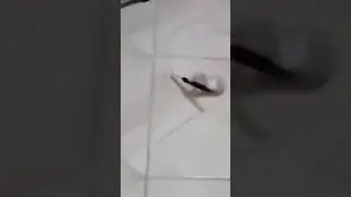 Knife MOUSE knife MOUSE knife MOUSE