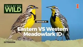 Episode 10: Eastern VS Western Meadowlark ID – Voice of the Wild