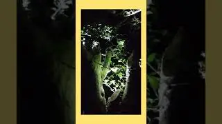 # Streblus Aspir Bonsai  .JNM Bonsai TV