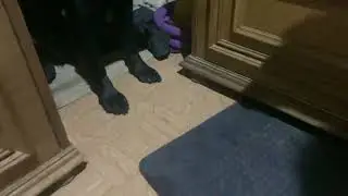Лабрадор Эми и слюни до пола