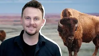 🔴 Buffalo buffalo Buffalo buffalo buffalo