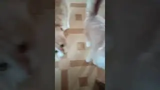 Чудесные котики shorts