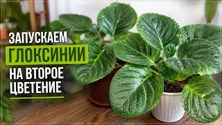 Размножаем глоксинии самым лёгким путем #глоксинии#фиалки