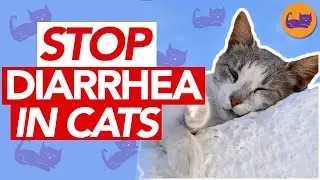 HOW TO Fix an Upset Stomach In Cats - Runny Stools and What To Do
