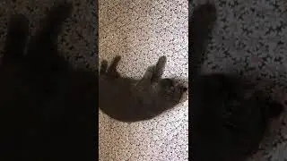 Кот 🐈 🥥 🌴 Кокос  британец 7 годиков