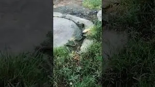 snake & hole