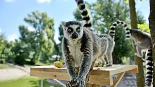Лемуряче новосілля / Lemurs housewarming