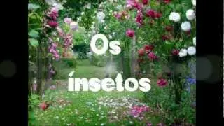 Os insetos .wmv