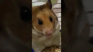 Cute hamster!🤗🤗🤗