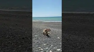 ПУСТЫЕ ПЛЯЖИ АБХАЗИИ. СЕЛО ПЩАП  #отдых #море #путешествия