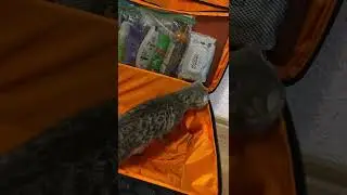 Suitcase?The cat does not understand where everyone is going, you need to figure it out, crown mrrr!