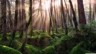 SAVE TREES