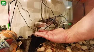 Радужный краб. Новые корма.