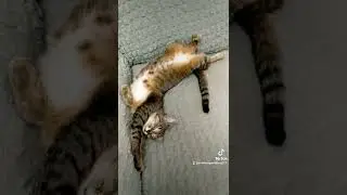 Дуська так устала!