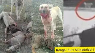 Kangal Wolf fight ● Wolf Attack ● wolf attack ● Wolfsangriff 4 Wolf VS Kangal fight !