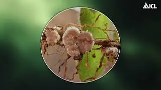 Cobalto, Molibdênio e Níquel na Fixação Biológica com Bradyrhizobium | 03 Nitrogênio
