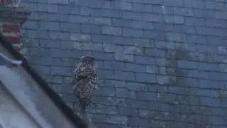 Oehoe - Bubo bubo