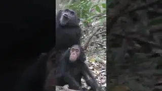 Chimps converse with gestures similar to humans 🐒🗣️