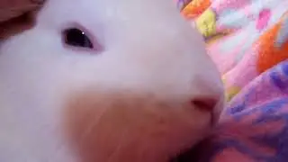 Aquabella Bunny Purr. You may not heart it. Rabbit will chatter their teeth during a bunny purr.