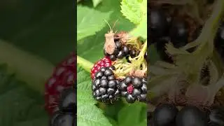 🪳Beetle + blackberry🍇