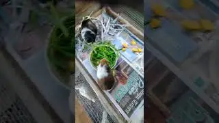 pig crib #shorts #guineapigs