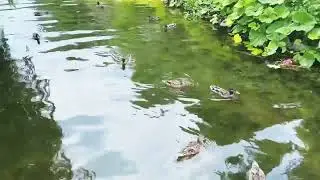 Ducks 🦆 everywhere ll Ente 🦆 ll Bebe