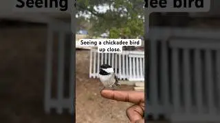 Seeing a chickadee up close, how to attract these little birds #shorts #chickadee