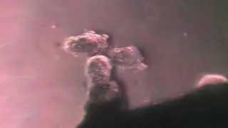Mickey Mouse Cardiac Cells STEM OC Summer Biotech Institute 2017