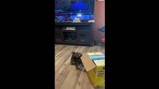 Meet baby hero, part two ￼
