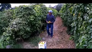 MARACUYA - FRUTO DE LA PASION EN CAMANÁ