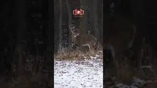 Buck SHEDS ANTLER Then Fights Other Buck 