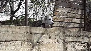 Лай кавказской овчарки