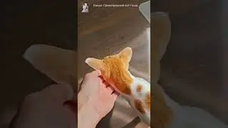 My cat teils me his opinion😸☝🏻 