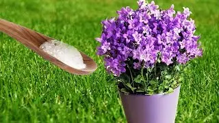 Put Baking Soda On Your Garden Plants and This will Happen