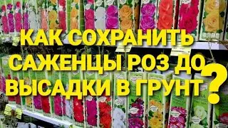 Как сохранить саженцы роз,купленные в коробке ,до высадки в грунт?