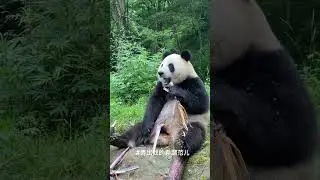 ЛАПОТУН уселся удобно 🐼🐶🐷