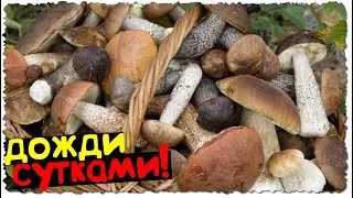 НЕВЕРОЯТНО !!! Грибы в конце ИЮЛЯ 2022 | МАСЛЯТА и ПОДБЕРЁЗОВИКИ | Сбор грибов