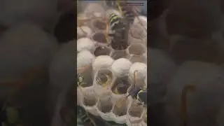 Бумажные осы полисты. Личинка закупоривает себя перед окукливанием. // Clever Cricket #shortvideo