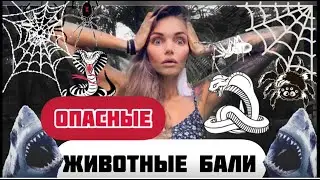Опасные животные на БАЛИ / Акулы на Бали \ Змеи на Бали \ Лихорадка Денге