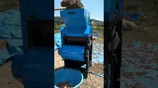 Fındık Patoz Makinesi #fındık #fındıkpatoz #patozmakinesi #fındıkpatozmakinesi
