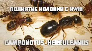 КАК ПОДНЯТЬ Camponotus herculeanus с нуля. Правильная зимовка. Муравьи древоточцы.