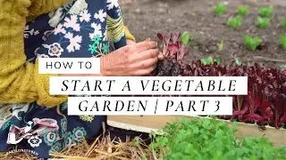 How To Start A Vegetable Garden - Part 3, Planting Seedlings and Sowing Seeds | A Beginner's Guide