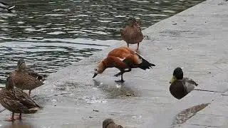 Огарь • Огар • Ruddy Shelduck • Tadorna ferruginea 2