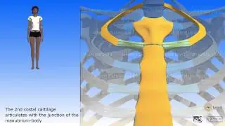 The sternum
