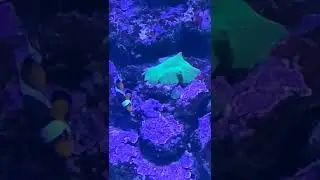 clownfish with a coral