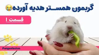 گربه‌مون یه همستر شکار کرد😱 | ماجرای واقعی نجات همستر قسمت ۱ 🐹