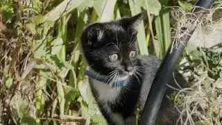 Student Showcase: THE MITTENS SONG (Part 1)