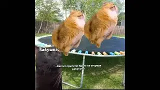 Пов: Я на даче #мем #мемныекоты #мой_день #жиза #подишись